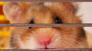 hamster kombat telegram subscribers dropped ramzarz min