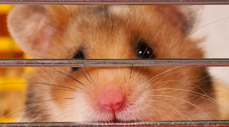 hamster kombat telegram subscribers dropped ramzarz min